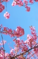 Sakura kwiat wiosenny.jpg