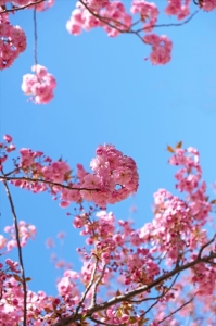 Plakat Wiosenne Kwiaty Sakura
