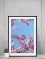 Sakura.jpg
