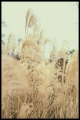 plakat pampas-02.jpg