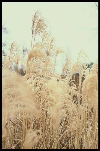 plakat pampas-02.jpg