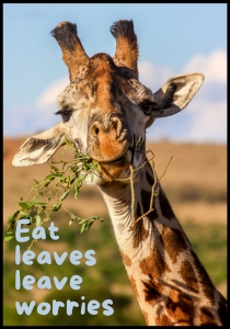Plakat Giraffe Grass