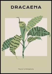 Plakat Dracaena