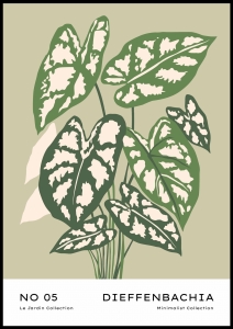 Plakat Dieffenbachia