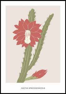 Plakat Blooming Cactus