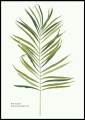 Plakat Leaf Simplicity _01.jpg