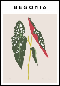 Plakat Begonia