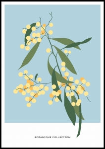 Plakat Botanique Collection No1