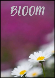 Plakat Bloom