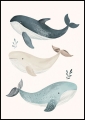 Plakat-Trzy-Wieloryby_01.jpg